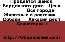 Продаётся щенок Бордоского дога › Цена ­ 37 000 - Все города Животные и растения » Собаки   . Хакасия респ.,Саяногорск г.